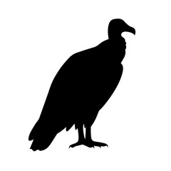 Black silhouette of a vulture standing tall, isolated on white background