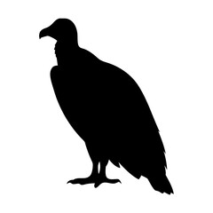 Silhouette of a vulture standing on a white background, spooky animal