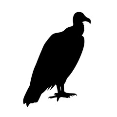 Black silhouette of a large vulture standing isolated on a white background