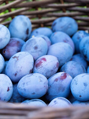 Pile of ripe plum fruit (Prunus domestica) harvested in wooden basket. Pattern of fresh natural fruits from homemade garden. Close-up. Organic farming, healthy food, BIO viands, back to nature concept