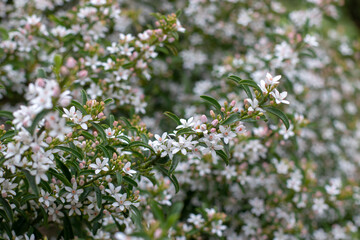 Fototapeta premium Philotheca myoporoides or long-leaf wax flower plant in bloom