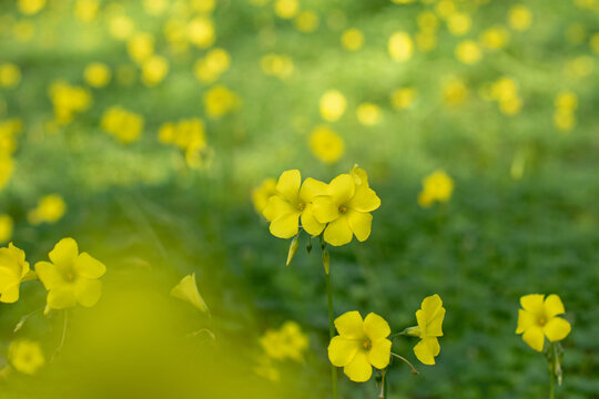 Oxalis pes-caprae, sourgrass or sorrel bright yelow flowers on the spring meadow.