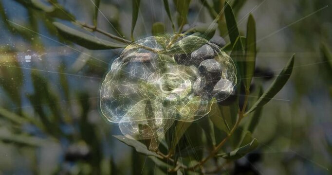 Holographic brain projecting glowing neural network patterns over olive tree branch in 3D render