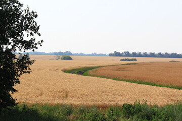 Obraz premium road in a wheat field on a summer day