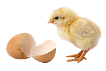  full body Baby chick with hatched egg AI Generated By PNG