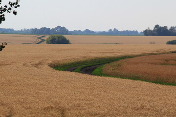 Obraz premium road in a wheat field on a summer day