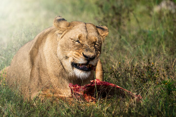 Naklejka premium A lioness displays a crumpled facial expression while feeding on a carcass, her closed eyes and wrinkled muzzle suggesting discomfort or distaste; sharp focus highlights the detailed moment