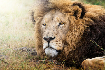 A lion lies low on the ground, locking eyes with an intense, aggressive stare that radiates dominance and power; sharp focus captures every detail of its piercing gaze and textured fur against the blu