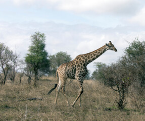 South African giraffe