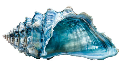 Sea Shell Blue Color, Textured Surface, Structure Close-Up, cut out transparent