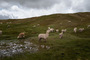 Obraz premium Alpaca in the Ausangate region of Peru
