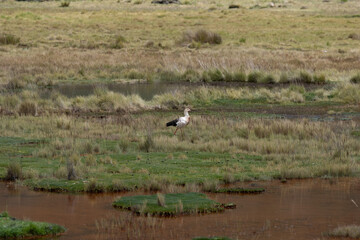 A bird perched at the base of the Ausangate range in Peru