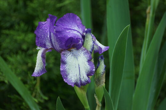 purple iris flower