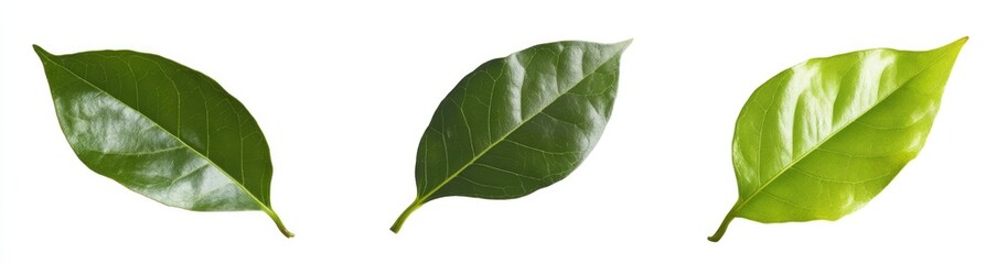 Obraz premium Three vibrant leaves in varying shades of green