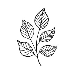 Fototapeta premium Leafy Stem. Stylized leafy stem in elegant monochrome line art, perfect for clean, modern compositions, packaging, or stationery design.