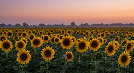 Fototapeta premium Sunflower Field Blooms Under a Pastel Sky at Daybreak Serene Landscape
