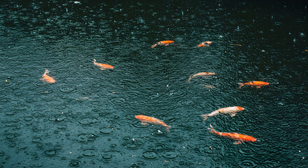 Koi Carp In A Pond During Rain Fall Creates Ripples On The Water