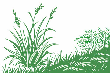 green dill isolated on white background