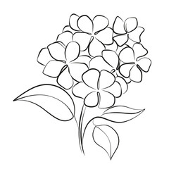 Hydrangea flower continuous line art drawing isolated on white background. Hydrangea branch contour simple vector illustration. Beautiful floral bouquet. Flowers with leaves. 