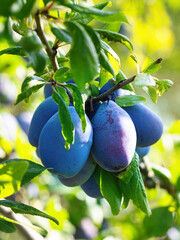 Ripe plum fruit (Prunus domestica) on branch of tree. Fresh bunch of natural fruits growing in homemade garden. Close-up. Organic farming, healthy food, BIO viands, back to nature concept.