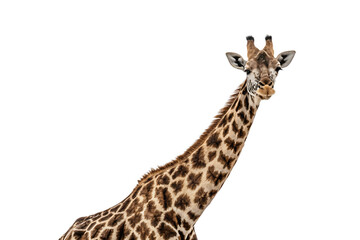 Obraz premium Giraffe Facing Forward PNG AI 
