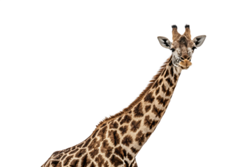Giraffe Facing Forward PNG AI 