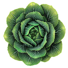 Fototapeta premium Savoy cabbage vegetable close up fresh isolated on transparent background