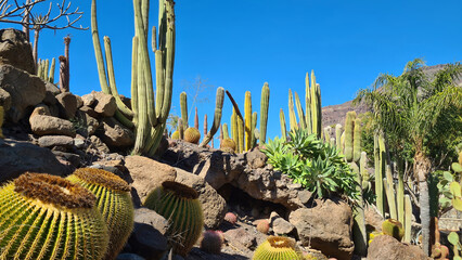 Cacti thrive in the Canary Islands arid volcanic landscapes under bright blue skies, perfectly...