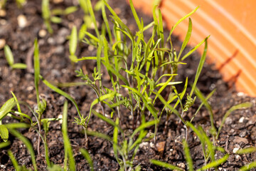 Young fennel seedlings growing in potting soil