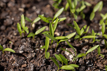 Small green seedlings growing in fertile soil