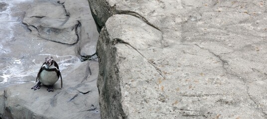 the penguin is a large and very small and large, that looks like the camera