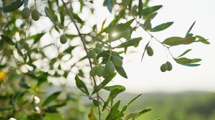 Close up on olive tree in grove as sun shines through its green leaves. Sunlight creating warm lens flare in sunset or sunrise in Tuscany in Italy. Morning light in farm with unripe fruits pre picking - Powered by Adobe