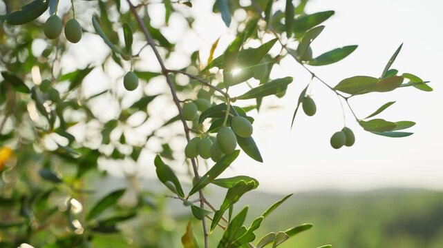 Close up on olive tree in grove as sun shines through its green leaves. Sunlight creating warm lens flare in sunset or sunrise in Tuscany in Italy. Morning light in farm with unripe fruits pre picking