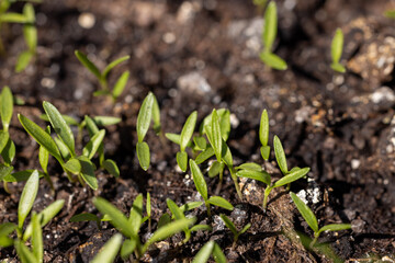 Small green seedlings growing in fertile soil