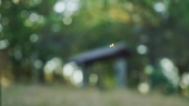 Small fly or insect flying and swirling in the air in forest or meadow. Outdoors in field or park insect buzzing flapping wings circling around mid-air on blurry green natural background and sun flare