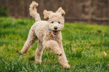Apricot Poodle puppy running in a field