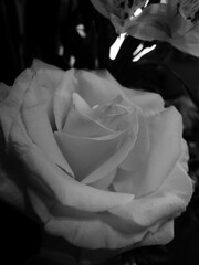 Gros plan d'un beau bouquet de fleurs en monochrome