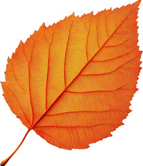Obraz premium Vibrant Autumnal Leaf Detail