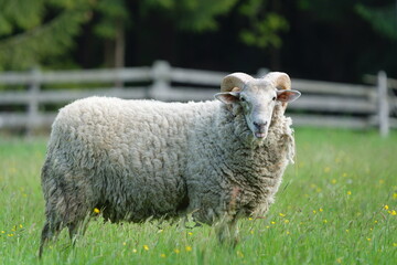 Laughing sheep ram. Domestic sheep aka ovis aries portrait with open mouth on the pasture. Funny...