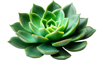 Green Echeveria Succulent Plant rosette, cut out transparent