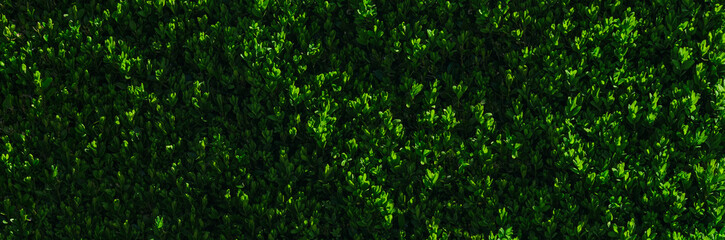 Textural image of a bush with small leaves