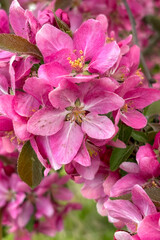 Spring Flowering. Close up photo of spring blooming. Apple tree flowering.