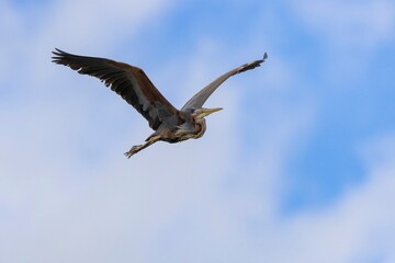 Purple Heron (Ardea purpurea) flying gracefully with blurred blue sky and white clouds in the background. Arrocampo Bird Park, Extremadura, Spain