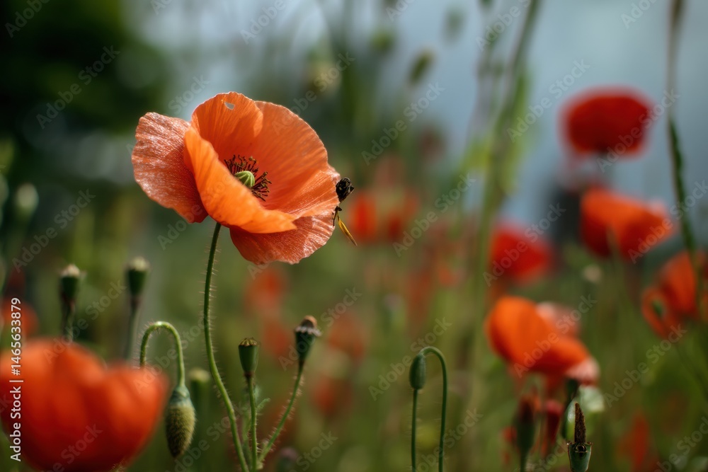 Aufkleber vivid poppy field with sharp focus on insect amidst blossoms under clear sky in afternoon light gene