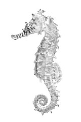 Sea Horse, Sea Animal Art- Handmade drawing