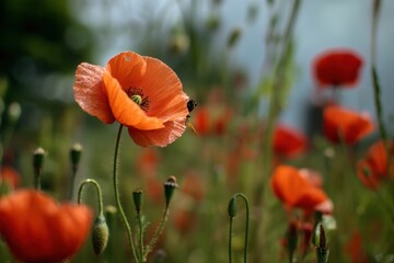 Fototapeta premium Vivid Poppy Field With Sharp Focus on Insect Amidst Blossoms Under Clear Sky in Afternoon Light Generative AI