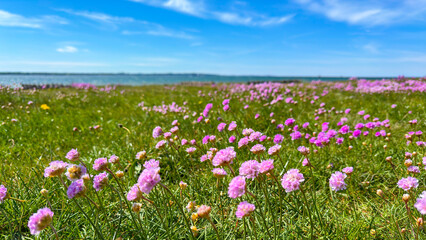 Sea thrift pink flowers also known as Armeria Maritima, growing on the Swedish west coast. Selective focus.