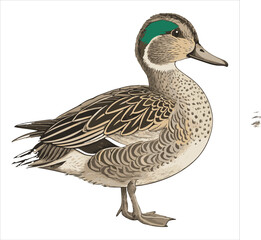 Duck Vector