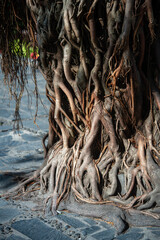 Close up of massive tree trunk and sprawling roots, stretch across ground. Tree with vigorous development among sidewalk tiles with roots, vegetation strong plant base, tropical ecosystem expansion