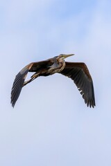 Purple Heron (Ardea purpurea) in vertical close-up flight with blurred blue sky and soft white clouds. Arrocampo Bird Park, Extremadura, Spain